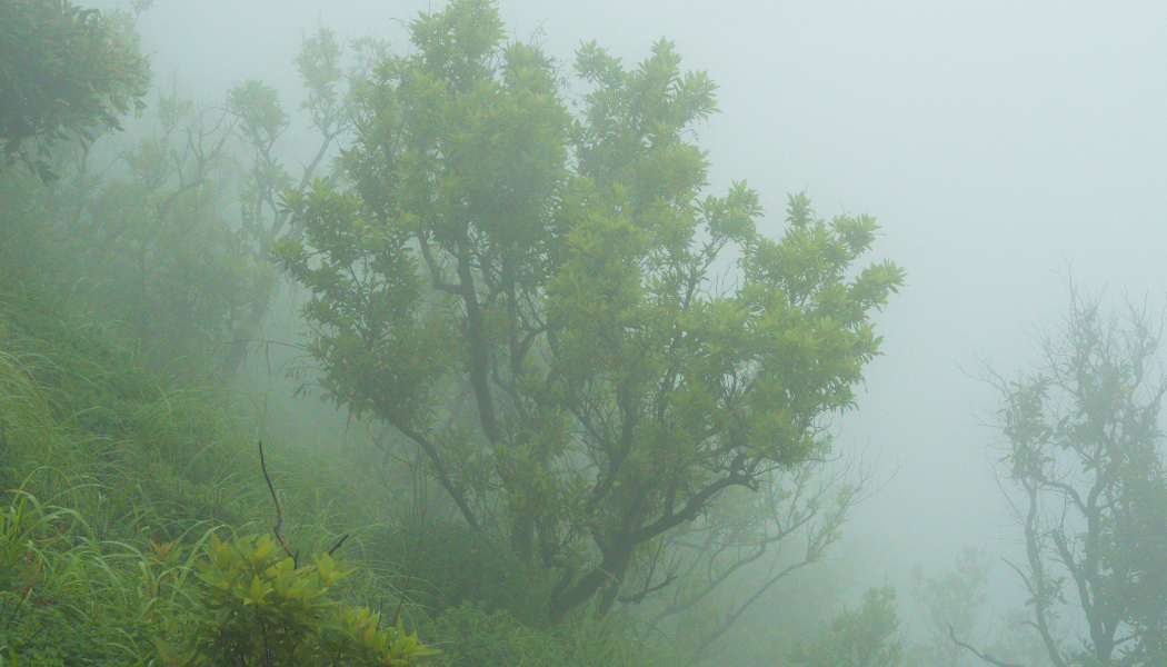 Monsoon Destinations