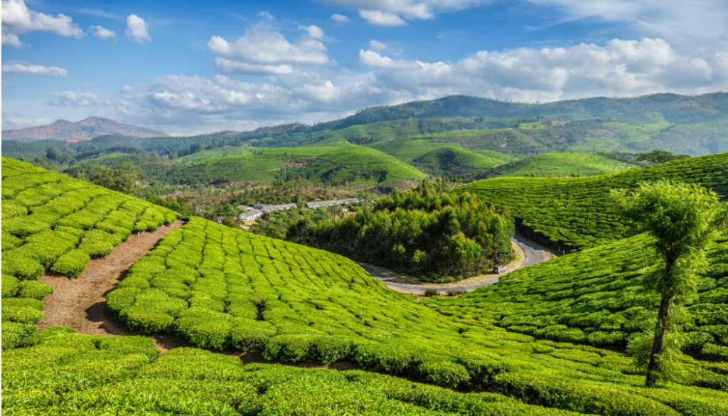 Calicut to Munnar Road Trip: Distance, Route and Travel Tips